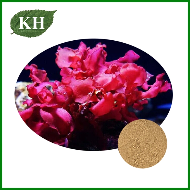 Red Algae Extract